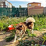 dog, husky, animal, outdoor, garden, greenery, fence, sunlight, plant, leaping, tail, fur, nature, yard, house, blue_sky, daytime, pet, active, playful