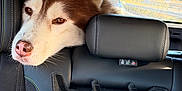 Lemy a rejoint le concours — aidez-le/la à gagner de superbes lots ! animal, backseat, car_interior, closeup, daylight, dog, ears, fur, headrest, husky, leather_seat, looking, nose, outside, pet, resting, road, seat, travel, window