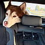 dog, husky, car_interior, headrest, window, leather_seat, resting, pet, animal, fur, ears, nose, daylight, travel, road, outside, seat, backseat, looking, closeup