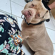 Simba a rejoint le concours — aidez-le/la à gagner de superbes lots ! dog, indoor, tile_floor, collar, person, legs, bottle, chair, patterned_fabric, floral_pattern, brown_dog, pet, seated, looking_up, ears, wrinkled_face, domestic, flooring, animal, curious