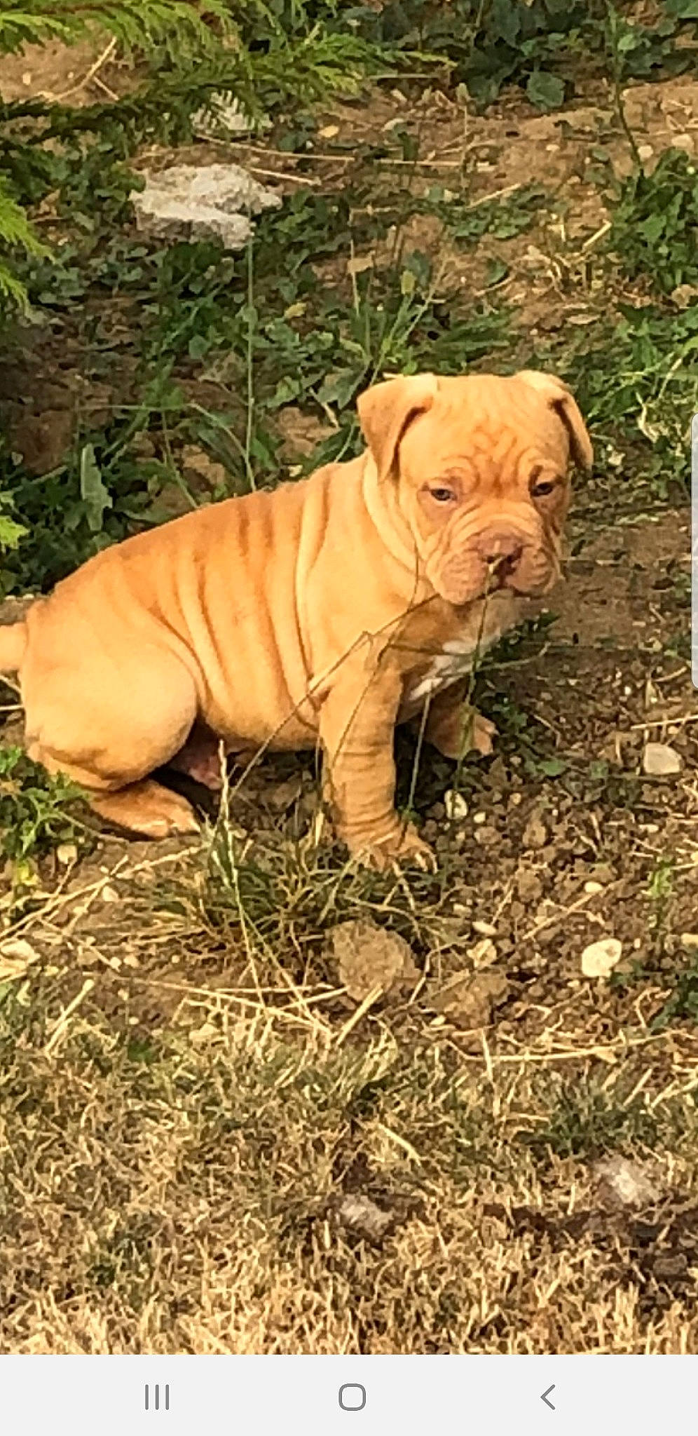 Pablo