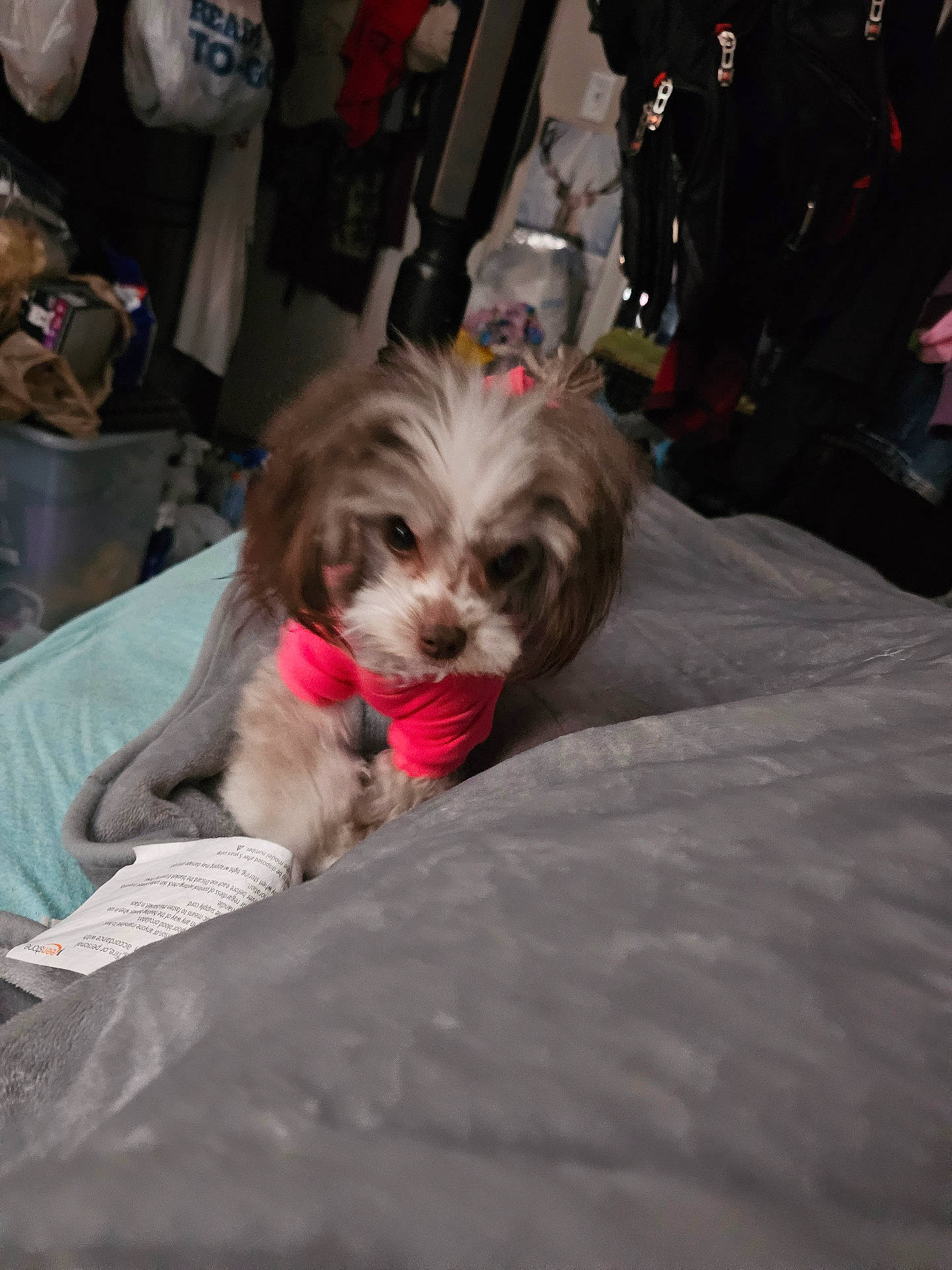 Margo joined the competition — help win amazing prizes! accessories, adult, animal, bag, bed, bedroom, canine, couch, dog, female, furniture, handbag, indoors, person, pet, puppy, room, terrier, text, woman