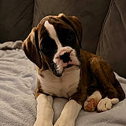 Piper is registered to the contest to win money with this photo: puppy, dog, boxer, pet, cute, animal, canine, brown, white, blanket, couch, indoor, resting, fur, ears, paw, face, young, mammal, domestic