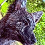 dog, animal, pet, close_up, portrait, fur, ears, snout, outdoor, nature, greenery, leafy_background, canine, muzzle, profile_view, daylight, sharp_focus, texture, wildlife, watchful