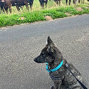 Atlas a rejoint le concours — aidez-le/la à gagner de superbes lots ! dog, puppy, collar, leash, road, cows, fence, grass, field, animals, outdoor, nature, greenery, curious, pet, mammal, domestic_animal, herd, rural, farm
