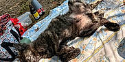 Atlas participe au concours pour gagner de l'argent avec cette photo : dog, lying_down, outdoor, blanket, floral_pattern, relaxing, sunlight, grass, picnic, bottle, bag, nature, resting, canine, fur, sleeping, animal, summer, peaceful, shade