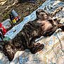 dog, lying_down, outdoor, blanket, floral_pattern, relaxing, sunlight, grass, picnic, bottle, bag, nature, resting, canine, fur, sleeping, animal, summer, peaceful, shade