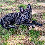 Atlas participe au concours pour gagner de l'argent avec cette photo : dog, puppy, brindle_coat, grass, outdoor, stick, animal, pet, lying_down, curious, ears_up, nature, sunlight, canine, young_dog, playful, resting, muzzle, paw, fur