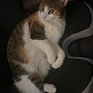 Nala is registered to the contest to win money with this photo: cat, tabby, white_fur, pet, animal, indoor, cushion, resting, relaxed, fur, whiskers, ears, paw, seat, soft_light, domestic, feline, close_up, comfort, quiet