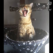 Tiger a rejoint le concours — aidez-le/la à gagner de superbes lots ! cat, yawning, cat_tree, furniture, paw_print_pattern, indoor, pet, animal, cozy, screenshot, smartphone_screen, user_interface, text_overlay, messaging_app, music_track, gray, brown, feline, relaxed, home