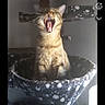 cat, yawning, cat_tree, furniture, paw_print_pattern, indoor, pet, animal, cozy, screenshot, smartphone_screen, user_interface, text_overlay, messaging_app, music_track, gray, brown, feline, relaxed, home