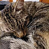 Tiger a rejoint le concours — aidez-le/la à gagner de superbes lots ! cat, tabby, sleeping, fur, whiskers, close_up, cozy, pet, animal, domestic_cat, curled_up, nap, relaxation, whisker, feline, brown, striped, cute, indoor, resting