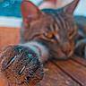 cat, paw, claws, wooden_surface, close_up, feline, blurred_background, animal, pet, tabby, fur, resting, indoor, sharp, focus, texture, nature, cute, domestic_cat, claw