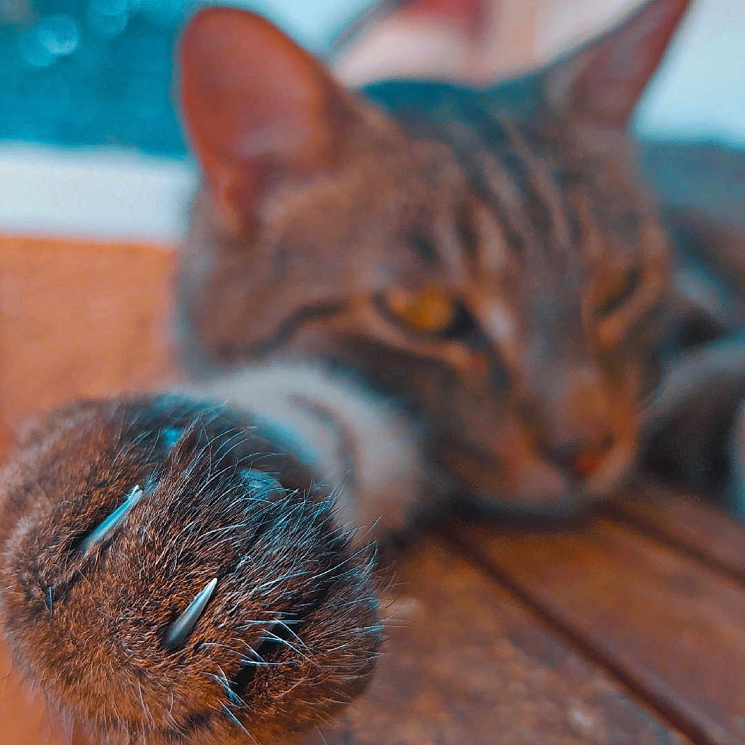 Tiger participe au concours pour gagner de l'argent avec cette photo : cat, paw, claws, wooden_surface, close_up, feline, blurred_background, animal, pet, tabby, fur, resting, indoor, sharp, focus, texture, nature, cute, domestic_cat, claw