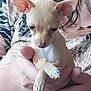 Opie Taylor is registered to the contest to win money with this photo: puppy, dog, chihuahua, small_dog, pet, hands, person, close_up, ears, fur, looking_down, indoor, cute, animal, domestic_animal, mammal, holding, human_hand, young_dog, portrait