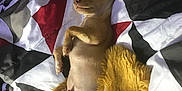 Opie Taylor joined the competition — help win amazing prizes! dog, puppy, chihuahua, sleeping, bed, blanket, quilt, cozy, relaxed, tan, fur, small_dog, cute, indoor, resting, animal, pet, soft, comfort, lying_down