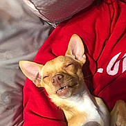Opie Taylor joined the competition — help win amazing prizes! dog, small_dog, tan_dog, sleeping, lying_down, pet, cute, cozy, red_sweatshirt, close_up, indoor, relaxed, happy, smiling, teeth, ears, fur, domestic_animal, companion, resting