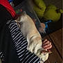 dog, chihuahua, person, hand, striped_clothing, plush_toy, shrek_toy, indoor, pet, resting, wooden_furniture, drawer, toy, comfort, black_clothing, white_stripes, relaxation, home, human_pet_interaction, dim_lighting