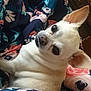 dog, small_dog, chihuahua, pet, animal, white_dog, blanket, floral_pattern, indoor, cozy, furniture, side_eye, cute, relaxed, resting, close_up, fur, ears, face, companion