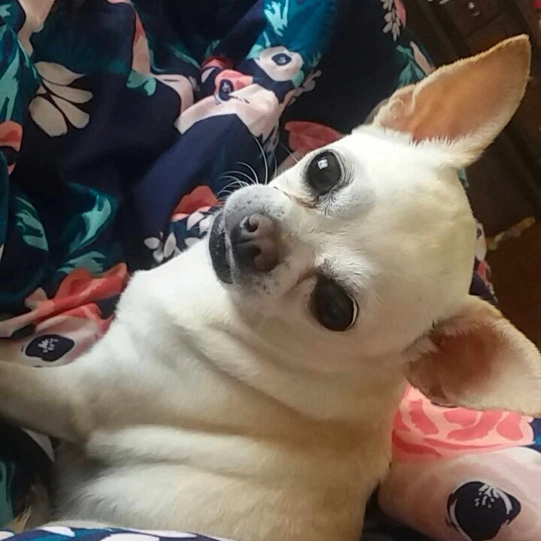 Chloe Aka Coco is registered to the contest to win money with this photo: animal, blanket, chihuahua, close_up, companion, cozy, cute, dog, ears, face, floral_pattern, fur, furniture, indoor, pet, relaxed, resting, side_eye, small_dog, white_dog