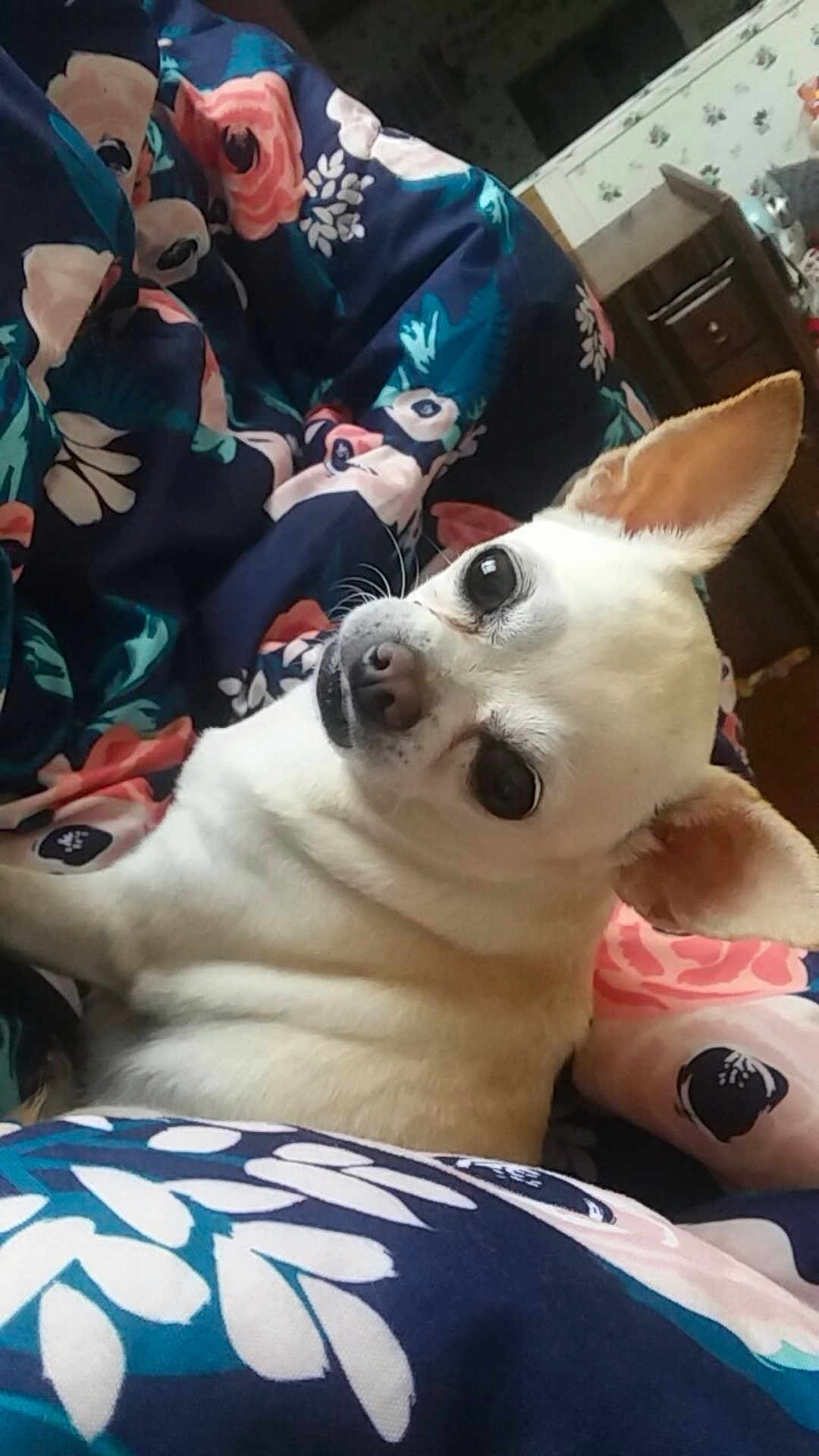 Chloe Aka Coco