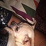 dog, small_dog, sleeping, cozy, pillow, blanket, person, arm, close_up, indoor, resting, cute, pet, fur, comfort, relaxation, snuggling, animal, companion, casual