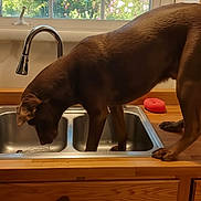 Smokey Stormy Blu is registered to the contest to win money with this photo: dog, brown_dog, kitchen_sink, water, window, wooden_counter, tap, indoor, pet, curious, canine, drinking, house, domestic, two_dogs, natural_light, daylight, animal, countertop, observation