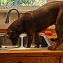 dog, brown_dog, kitchen_sink, water, window, wooden_counter, tap, indoor, pet, curious, canine, drinking, house, domestic, two_dogs, natural_light, daylight, animal, countertop, observation