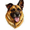 animal, black_nose, brown_fur, canine, closeup, cute, digital_art, dog, domestic_animal, ears, friendly, fur, happy, headshot, mammal, pet, portrait, smiling, tongue_out, white_background
