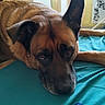 animal, brown_dog, calm, close_up, colorful_threads, dog, domestic_animal, ears, embroidery_threads, face, floor, fur, indoors, looking, lying_down, nose, pet, quiet, resting, teal_blanket