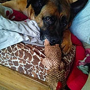 Rocky participe au concours pour gagner de l'argent avec cette photo : animal, bed, blanket, brown_dog, close_up, comfort, cushion, dog, domestic, indoor, lying_down, patterned_bedspread, pet, playful, relaxed, resting, rubber_chicken, soft_furnishing, toy, wooden_floor