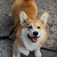 Angelo a rejoint le concours — aidez-le/la à gagner de superbes lots ! dog, corgi, pet, leash, tongue_out, happy, outdoor, fur, paws, pavement, smiling, looking_up, harness, close_up, portrait, playful, ears, tail, brown, white
