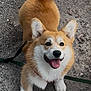 dog, corgi, pet, leash, tongue_out, happy, outdoor, fur, paws, pavement, smiling, looking_up, harness, close_up, portrait, playful, ears, tail, brown, white