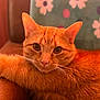 Gar joined the competition — help win amazing prizes! cat, orange_tabby, pet, animal, feline, whiskers, ears, fur, eyes, close_up, indoor, couch, chair, floral_pattern, relaxed, cute, domestic_cat, resting, portrait, cozy