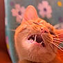 Gar joined the competition — help win amazing prizes! cat, ginger_cat, close_up, teeth, whiskers, yawning, mouth_open, animal, pet, feline, cute, expression, floral_background, blurred_background, indoor, fur, nose, ears, face, portrait