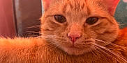 Gar joined the competition — help win amazing prizes! cat, ginger_cat, close_up, whiskers, fur, indoor, relaxed, pet, animal, face, ear, nose, eye, resting, cute, feline, mammal, portrait, soft_light, warm_colors