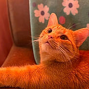 Gar joined the competition — help win amazing prizes! cat, orange_cat, tabby, pet, animal, feline, whiskers, chair, cushion, floral_pattern, indoor, relaxed, curious, closeup, fur, portrait, looking_up, cozy, warm_light, domestic_cat