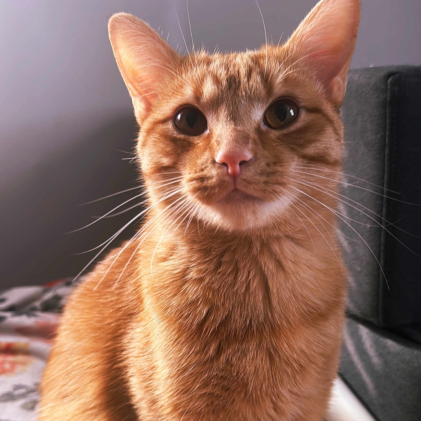 Gar joined the competition — help win amazing prizes! animal, bed, blanket, cat, close_up, cozy, curious, domestic_cat, ears, face, feline, fur, home, indoor, orange_tabby, pet, portrait, sitting, soft_light, whiskers