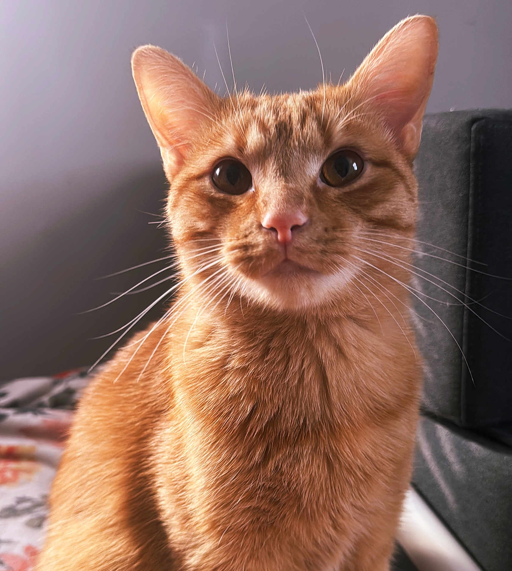 Gar joined the competition — help win amazing prizes! cat, orange_tabby, whiskers, close_up, indoor, pet, feline, fur, animal, portrait, curious, soft_light, domestic_cat, bed, blanket, home, cozy, sitting, ears, face