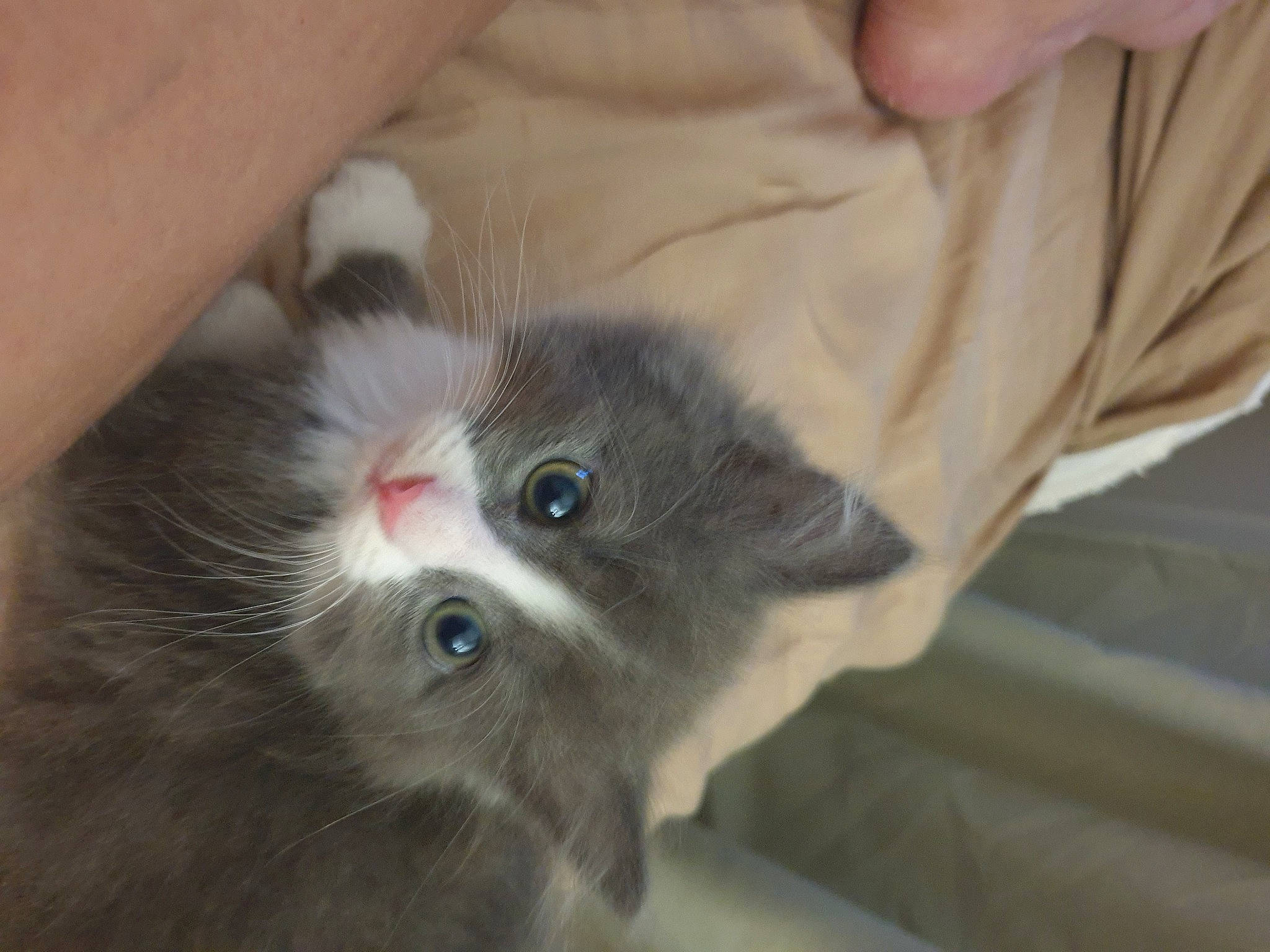 Bella is registered to the contest to win money with this photo: carnivore, cat, curious, domestic_short_haired_cat, felidae, flesh, fur, iris, kitten, nail, skin, small_to_medium_sized_cats, snout, vertebrate, whiskers