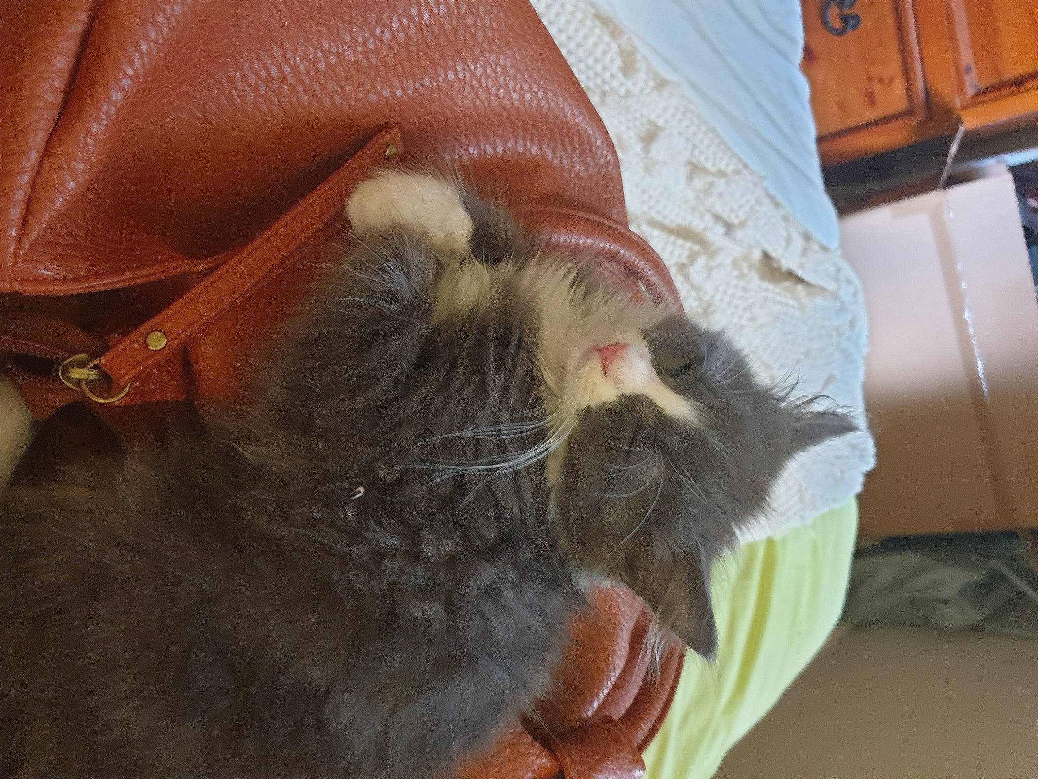 Bella is registered to the contest to win money with this photo: bag, box, brown, carnivore, cat, collar, felidae, fur, leather, liver, orange, peach, pet_supply, small_to_medium_sized_cats, snout, strap, tan, textile, vertebrate, whiskers