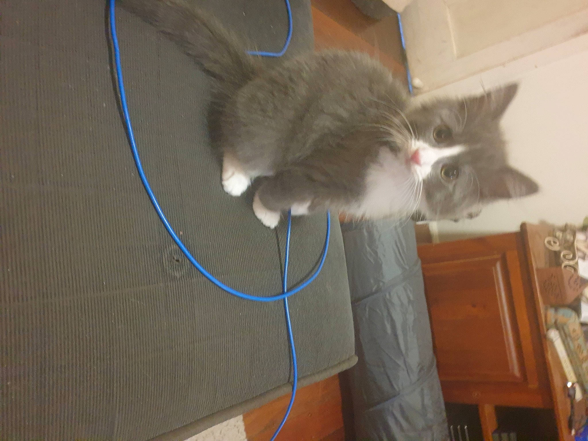 Bella is registered to the contest to win money with this photo: carnivore, cat, felidae, fur, pet_supply, small_to_medium_sized_cats, tail, vertebrate, whiskers, wire