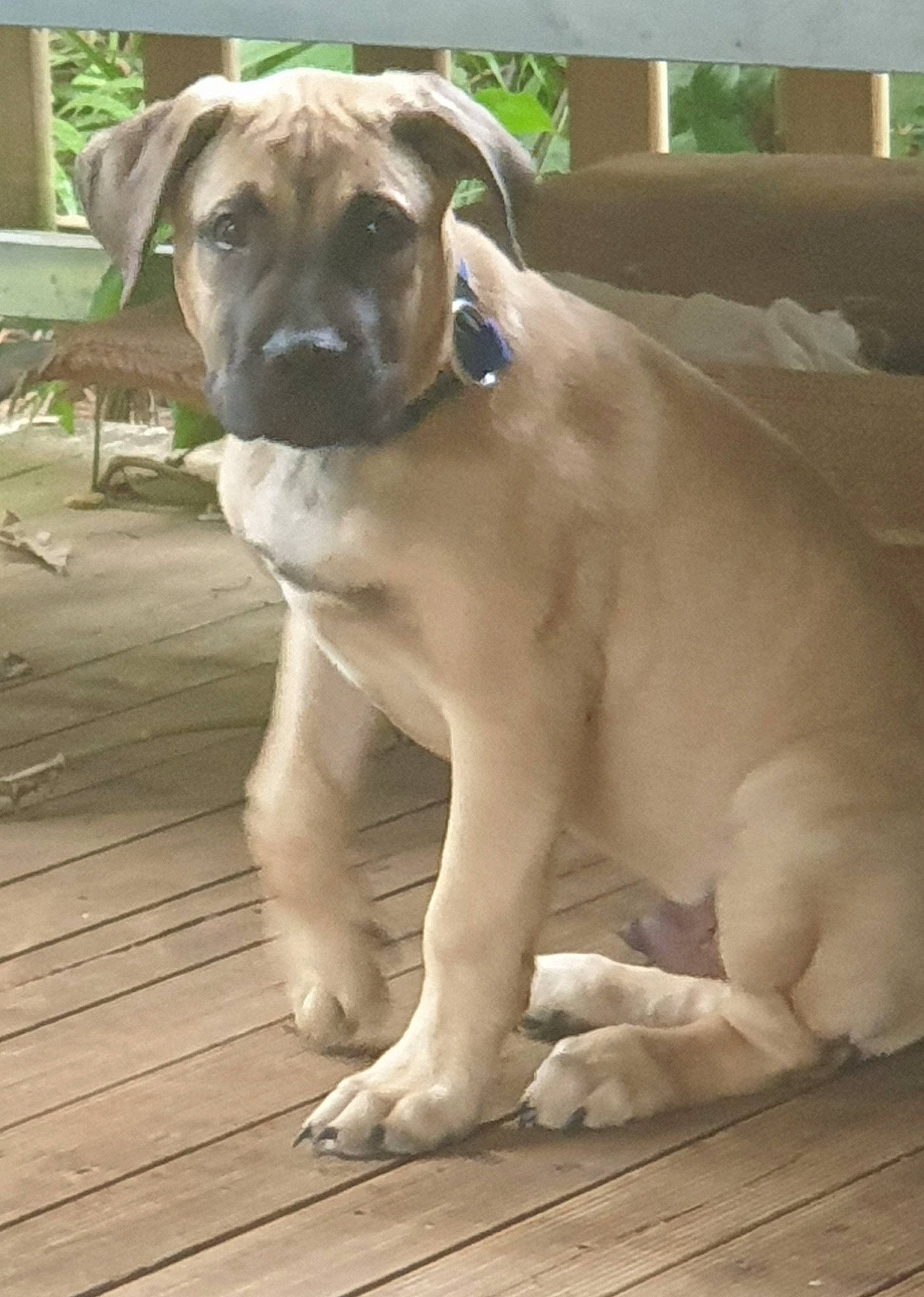 Buddah is registered to the contest to win money with this photo: canidae, carnivore, collar, companion_dog, dog, dog_breed, fawn, floor, flooring, hardwood, laminate_flooring, liver, pet_supply, skin, snout, whiskers, wood, wood_flooring, wood_stain, working_animal