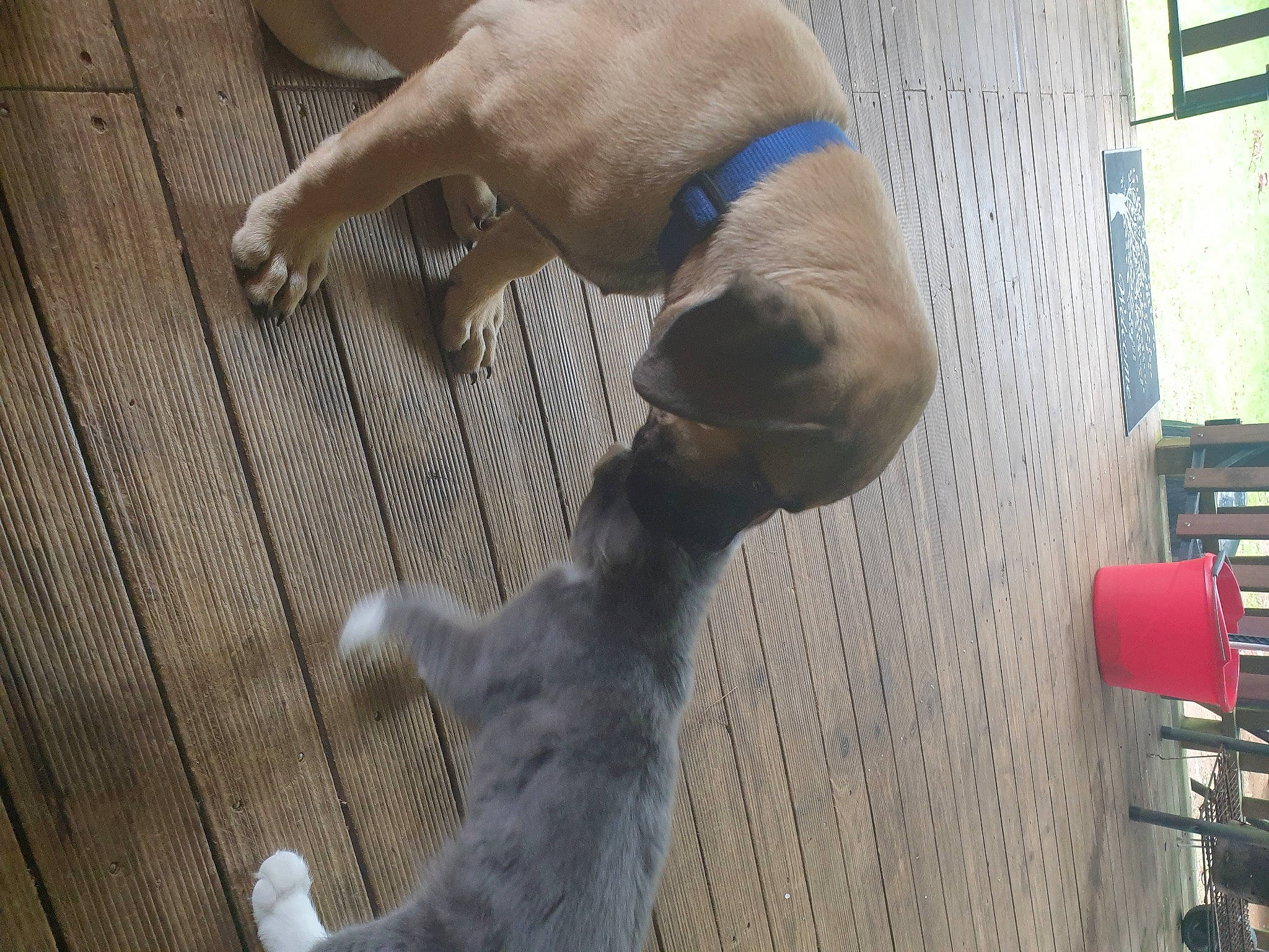 Buddah joined the competition — help win amazing prizes! canidae, carnivore, cat, collar, companion_dog, dog, dog_breed, dog_supply, fawn, felidae, fur, liver, paw, pet_supply, small_to_medium_sized_cats, snout, sporting_group, tail, wood_flooring, working_animal