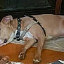 Astro is registered to the contest to win money with this photo: dog, sleeping, harness, collar, floor, rug, indoor, resting, pet, canine, brown, white, paws, ears, relaxed, home, furniture, wood, animal, nap