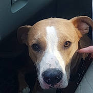 Astro is registered to the contest to win money with this photo: dog, brown_and_white, pet, canine, close_up, car_interior, seat, floor_mat, collar, paw, face, ears, nose, whiskers, human_hand, shadow, light, looking_at_camera, indoor, animal