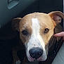dog, brown_and_white, pet, canine, close_up, car_interior, seat, floor_mat, collar, paw, face, ears, nose, whiskers, human_hand, shadow, light, looking_at_camera, indoor, animal