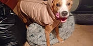 Astro joined the competition — help win amazing prizes! dog, pet, puffer_jacket, indoors, carpet, pet_bed, brown_dog, clothing, happy, animal, household, blanket, exercise_equipment, door, plastic_bag, floor, standing, canine, warm_clothing, domestic