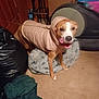 dog, pet, puffer_jacket, indoors, carpet, pet_bed, brown_dog, clothing, happy, animal, household, blanket, exercise_equipment, door, plastic_bag, floor, standing, canine, warm_clothing, domestic