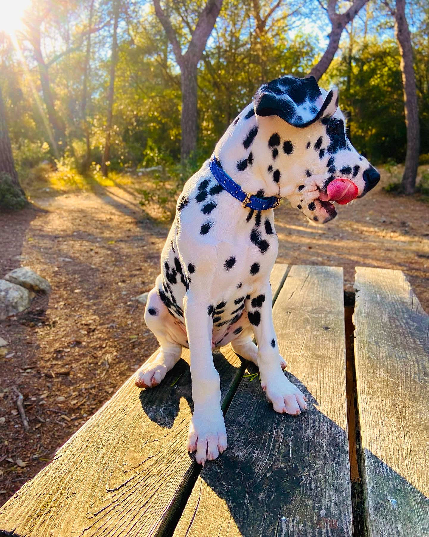 Tyler participe au concours pour gagner de l'argent avec cette photo : canidae, carnivore, collar, companion_dog, dalmatian, dog, dog_breed, dog_collar, dog_supply, fawn, grass, leash, plant, recreation, sky, snout, sporting_group, tree, wood, working_animal